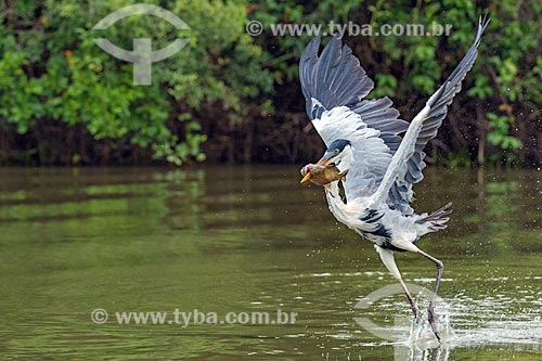  Detail of cocoi heron (Ardea cocoi) fishing - Pantanal  - Mato Grosso state (MT) - Brazil