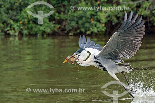  Detail of cocoi heron (Ardea cocoi) fishing - Pantanal  - Mato Grosso state (MT) - Brazil