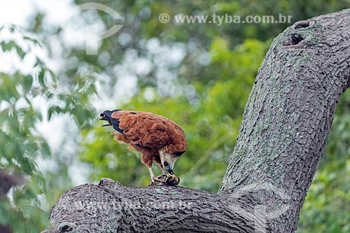  Detail of black-collared hawk (Busarellus nigricollis) eating - Pantanal  - Mato Grosso state (MT) - Brazil