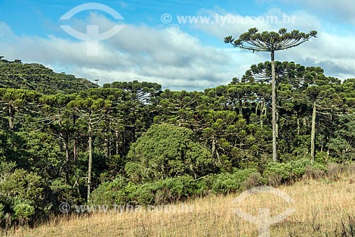  Araucarias (Araucaria angustifolia) - Sao Jose dos Ausentes city rural zone  - Sao Jose dos Ausentes city - Rio Grande do Sul state (RS) - Brazil