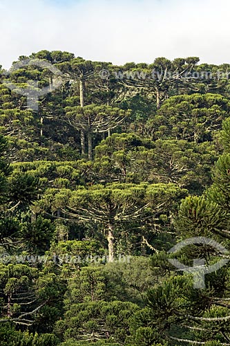  Araucarias (Araucaria angustifolia) - Sao Jose dos Ausentes city rural zone  - Sao Jose dos Ausentes city - Rio Grande do Sul state (RS) - Brazil