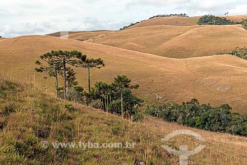  Araucarias (Araucaria angustifolia) - Sao Jose dos Ausentes city rural zone  - Sao Jose dos Ausentes city - Rio Grande do Sul state (RS) - Brazil