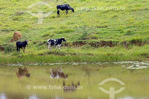  Cattle raising in the pasture - Guarani city rural zone  - Guarani city - Minas Gerais state (MG) - Brazil