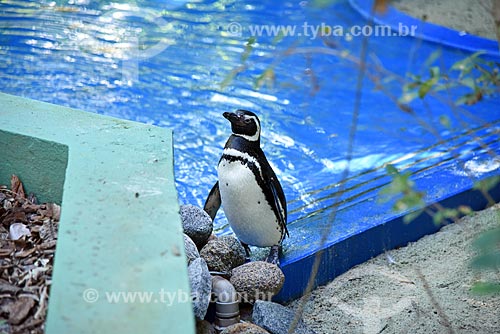  Detail of penguin - tank of the penguins - Rio de Janeiro Zoo  - Rio de Janeiro city - Rio de Janeiro state (RJ) - Brazil