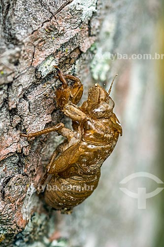  Detail of exuvia of a cicada empty - Serrinha do Alambari Environmental Protection Area  - Resende city - Rio de Janeiro state (RJ) - Brazil