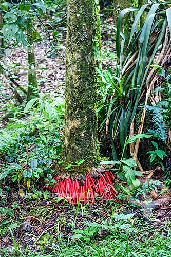  Detail of roots of Juçara (Euterpe edulis Martius) - also known as jucara or jussara - Serrinha do Alambari Environmental Protection Area  - Resende city - Rio de Janeiro state (RJ) - Brazil