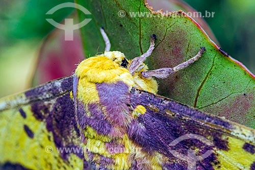  Detail of Eacles imperialis magnifica moth - Serrinha do Alambari Environmental Protection Area  - Resende city - Rio de Janeiro state (RJ) - Brazil