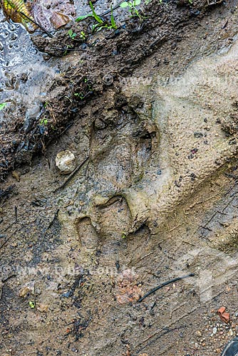  Detail of footprint of Tapir (Tapirus terrestris) - Guapiacu Ecological Reserve  - Cachoeiras de Macacu city - Rio de Janeiro state (RJ) - Brazil