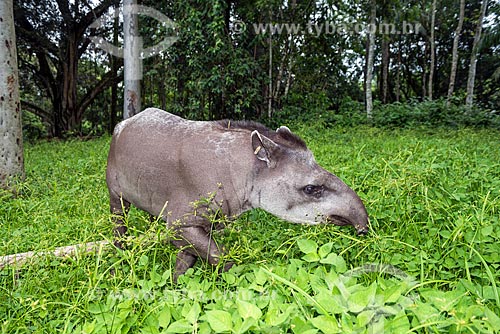  Detail of tapir (Tapirus terrestris) - Guapiacu Ecological Reserve  - Cachoeiras de Macacu city - Rio de Janeiro state (RJ) - Brazil