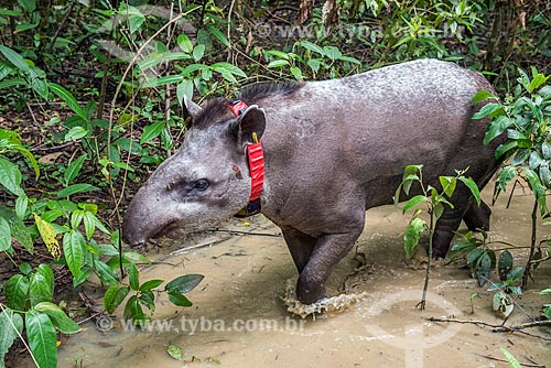  Detail of tapir (Tapirus terrestris) with red tracking GPS collar - Guapiacu Ecological Reserve  - Cachoeiras de Macacu city - Rio de Janeiro state (RJ) - Brazil