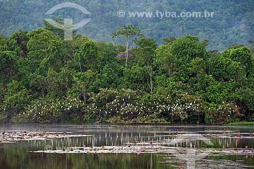  General view of lake - Guapiacu Ecological Reserve with western cattle egret (Bubulcus ibis) bunch  - Cachoeiras de Macacu city - Rio de Janeiro state (RJ) - Brazil