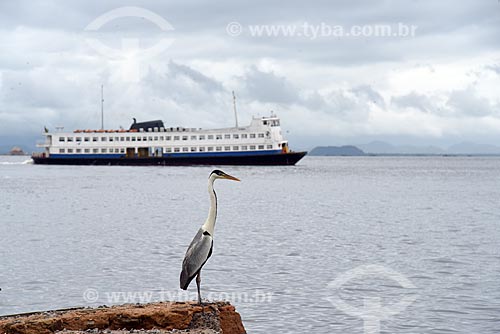  View of cocoi heron (Ardea cocoi) with barge that makes crossing between Rio de Janeiro and Paqueta near to Station Waterway Paqueta Island  - Rio de Janeiro city - Rio de Janeiro state (RJ) - Brazil