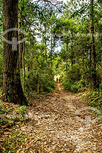  Trail of Gurita Trekking Trail - Lagoa do Peri Municipal Park  - Florianopolis city - Santa Catarina state (SC) - Brazil