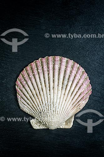  Detail of shell of great scallop (Pecten maximus)  - Florianopolis city - Santa Catarina state (SC) - Brazil