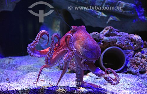  Detail of octopus - AquaRio - marine aquarium of the city of Rio de Janeiro  - Rio de Janeiro city - Rio de Janeiro state (RJ) - Brazil