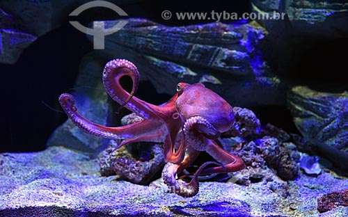 Detail of octopus - AquaRio - marine aquarium of the city of Rio de Janeiro  - Rio de Janeiro city - Rio de Janeiro state (RJ) - Brazil
