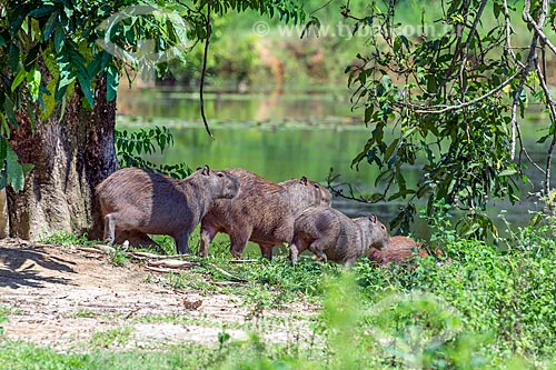  Herd of capybara (Hydrochoerus hydrochaeris) - Guapiacu Ecological Reserve  - Cachoeiras de Macacu city - Rio de Janeiro state (RJ) - Brazil