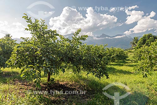  Guava tree (Psidium guajava) - farm near to Guapiacu Ecological Reserve  - Cachoeiras de Macacu city - Rio de Janeiro state (RJ) - Brazil