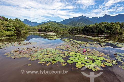  General view of lake with victoria regia (Victoria amazonica) - also known as Amazon Water Lily or Giant Water Lily - Guapiacu Ecological Reserve  - Cachoeiras de Macacu city - Rio de Janeiro state (RJ) - Brazil