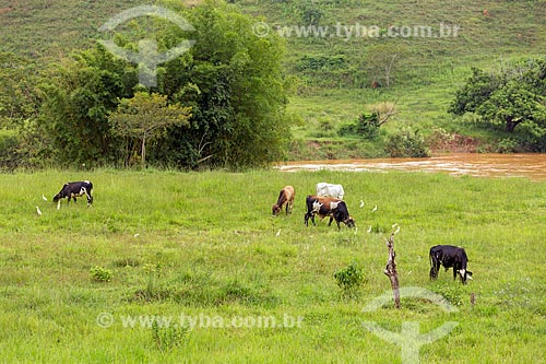  Cattle raising in the pasture - Guarani city rural zone  - Guarani city - Minas Gerais state (MG) - Brazil