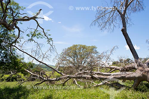  Typical vegetation of cerrado - Goias city rural zone  - Goias city - Goias state (GO) - Brazil