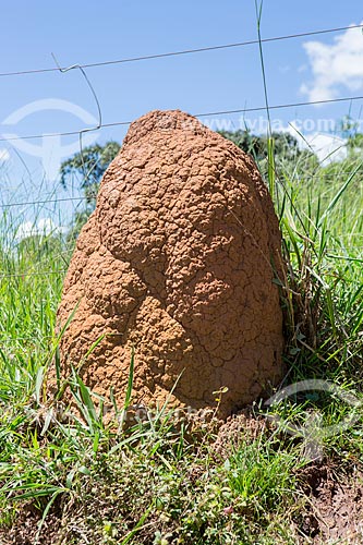  Detail of termite mounds - Goias city rural zone  - Goias city - Goias state (GO) - Brazil