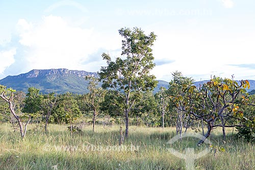  Typical vegetation of cerrado with the Serra Dourada State Park in the background  - Goias city - Goias state (GO) - Brazil
