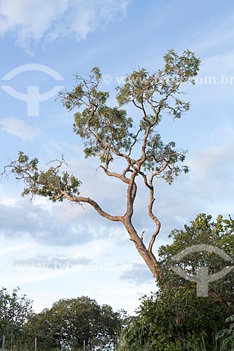  Typical vegetation of cerrado near to Serra Dourada State Park  - Goias city - Goias state (GO) - Brazil