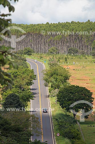 View of GO-164 Highway - between the Goias city and Mossamedes cities - with the eucalyptus plantation in the background  - Goias city - Goias state (GO) - Brazil