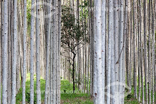  View of typical tree of cerrado amid the eucalyptus plantation near to Mossamedes city  - Mossamedes city - Goias state (GO) - Brazil