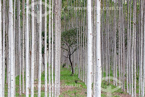  View of typical tree of cerrado amid the eucalyptus plantation near to Mossamedes city  - Mossamedes city - Goias state (GO) - Brazil