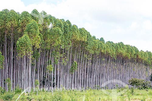  View of eucalyptus plantation near to Mossamedes city  - Mossamedes city - Goias state (GO) - Brazil