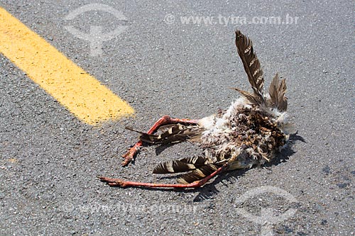  Red-legged seriema (Cariama cristata) dead in the kerbside of the GO-164 Highway near to Mossamedes city  - Mossamedes city - Goias state (GO) - Brazil