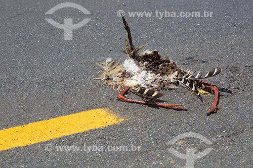  Red-legged seriema (Cariama cristata) dead in the kerbside of the GO-164 Highway near to Mossamedes city  - Mossamedes city - Goias state (GO) - Brazil