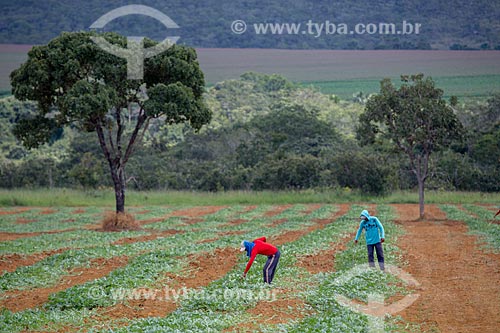  Watermelon (Citrullus lanatus) plantation near to Mossamedes city  - Mossamedes city - Goias state (GO) - Brazil