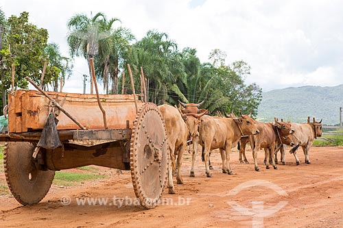  Detail of ox car carrying wood  - Mossamedes city - Goias state (GO) - Brazil
