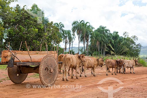  Detail of ox car carrying wood  - Mossamedes city - Goias state (GO) - Brazil