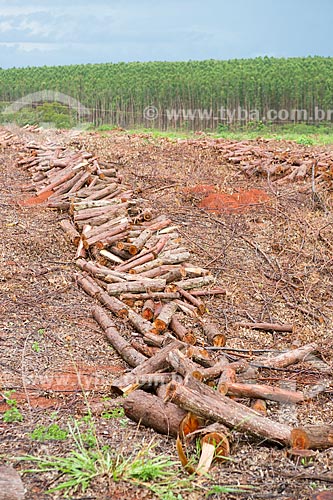  Eucalyptus logs - Eucalyptus plantation of Agroeste company on the banks of GO-156 Highway - with eucalyptus in the background  - Itaberai city - Goias state (GO) - Brazil