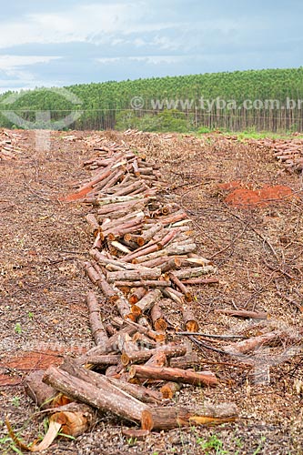  Eucalyptus logs - Eucalyptus plantation of Agroeste company on the banks of GO-156 Highway - with eucalyptus in the background  - Itaberai city - Goias state (GO) - Brazil