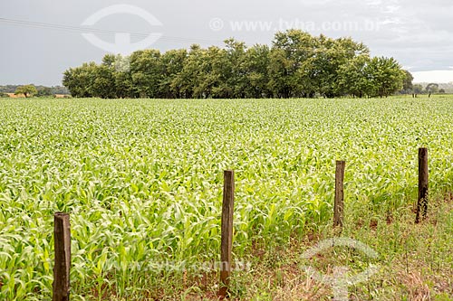  Corn plantation on the banks of the GO-156 Highway near to Itaberai city  - Itaberai city - Goias state (GO) - Brazil