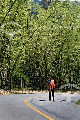  Horse walking in road - Cuiaba Valley rural zone  - Petropolis city - Rio de Janeiro state (RJ) - Brazil