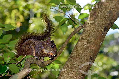  Detail of brazilian squirrel (Sciurus aestuans) eating - Atlantic Rainforest area  - Petropolis city - Rio de Janeiro state (RJ) - Brazil