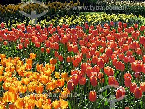  Tulips of garden of the Keukenhof Park - also known as Garden of Europe  - Lisse city - North Holland - Netherlands