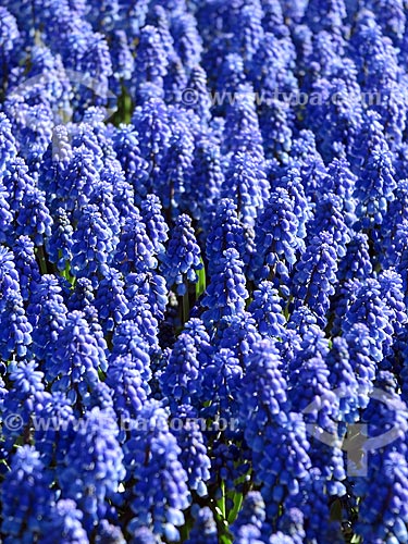  Flowers of garden of the Keukenhof Park - also known as Garden of Europe  - Lisse city - North Holland - Netherlands