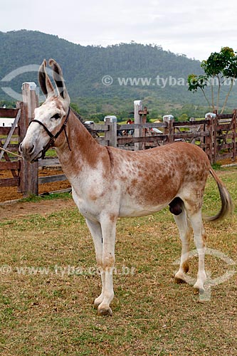  Detail of Pega Donkey - Ipiranga Horse Farm  - Itororo city - Bahia state (BA) - Brazil