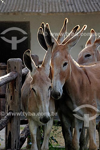  Detail of Pega Donkeys - Ipiranga Horse Farm  - Itororo city - Bahia state (BA) - Brazil