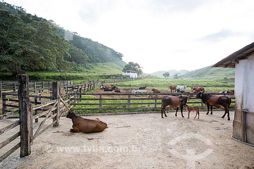  Cattle - Sao Geraldo farm corral  - Paraiba do Sul city - Rio de Janeiro state (RJ) - Brazil