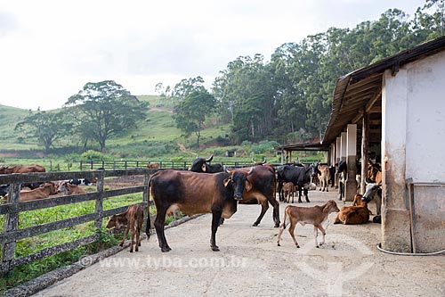  Cattle - Sao Geraldo farm corral  - Paraiba do Sul city - Rio de Janeiro state (RJ) - Brazil