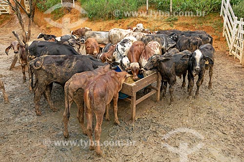  Gyr cattle raising in the feedlot - Guarani city rural zone  - Guarani city - Minas Gerais state (MG) - Brazil