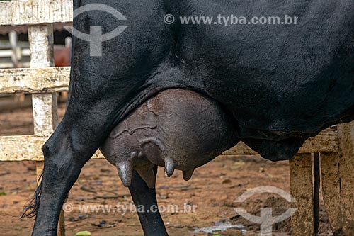  Detail of udder of gyr cattle raising in the feedlot - Guarani city rural zone  - Guarani city - Minas Gerais state (MG) - Brazil